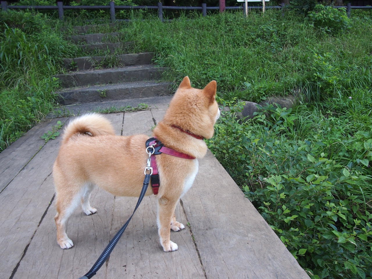 羽坛惊雷,法国黑马绝杀卫冕冠军,郑思维极限救球撼动全场