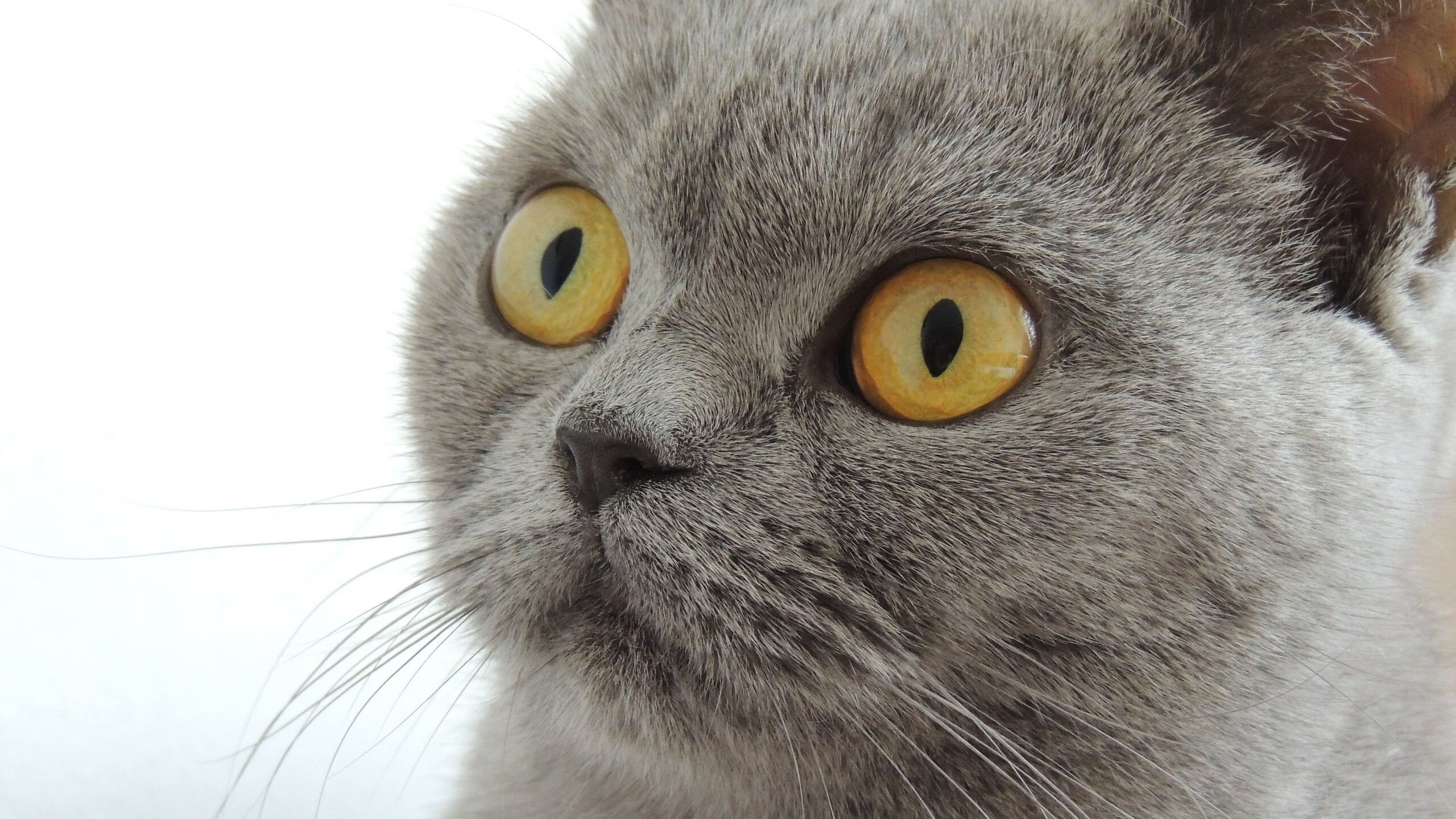 东方夜未眠，哈登以孤岛之姿，擎起风暴中的上海队