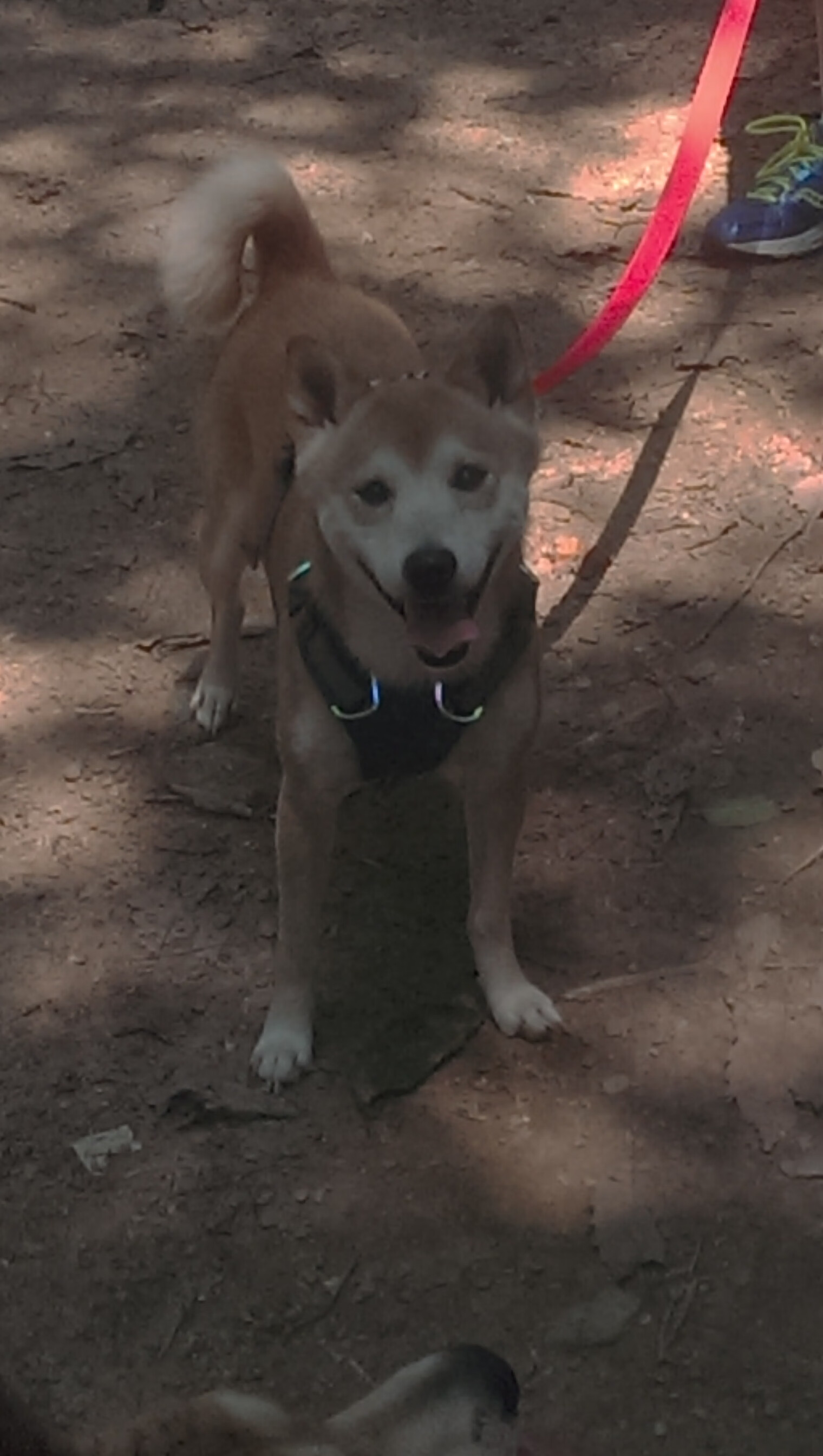 瑞士军刀出鞘，绿茵巫师归来，伊布关键先生导演狂胜拉齐奥