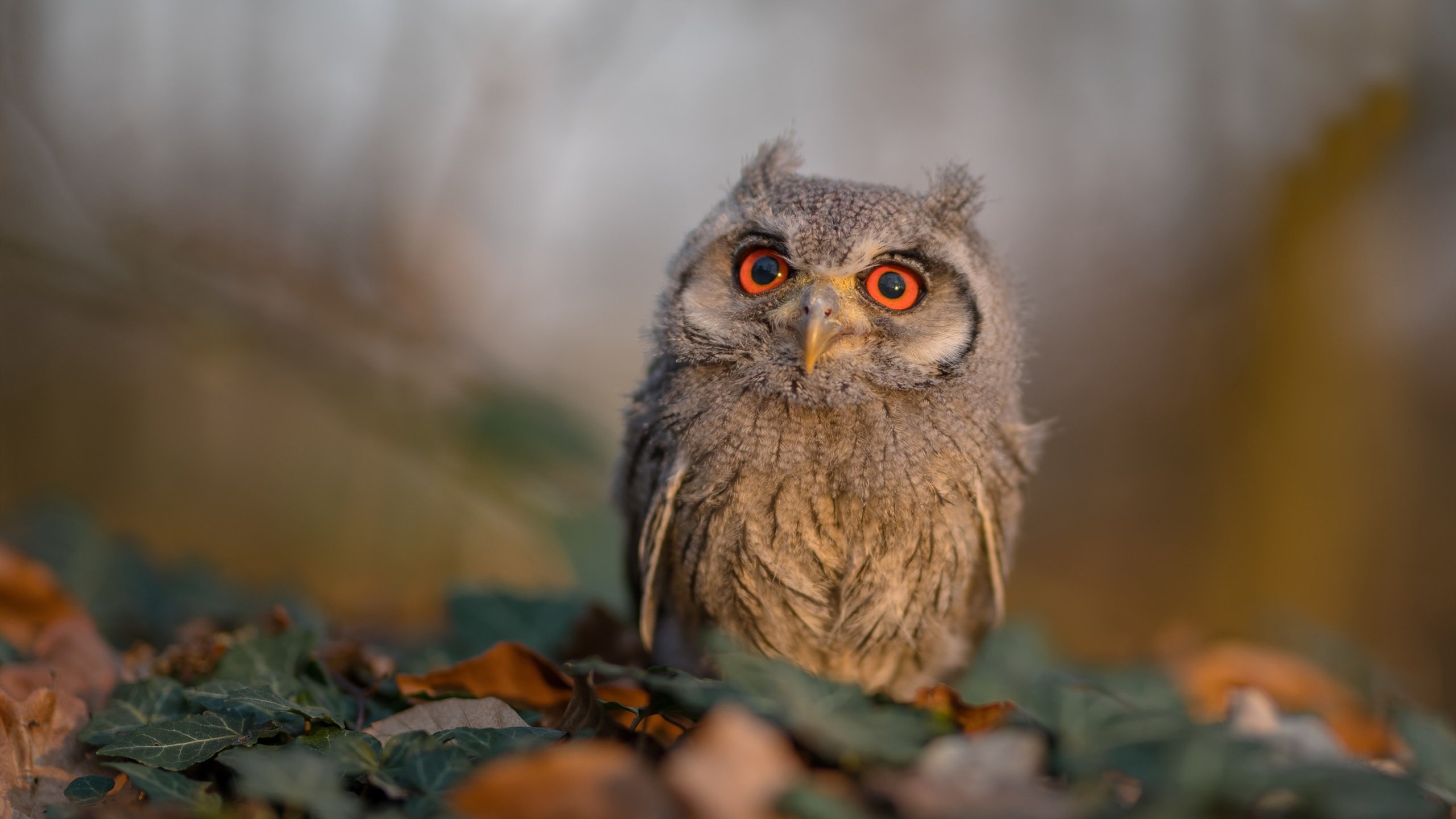 超新星宣言，美加墨世界杯之夜，文班亚马重塑完美定义
