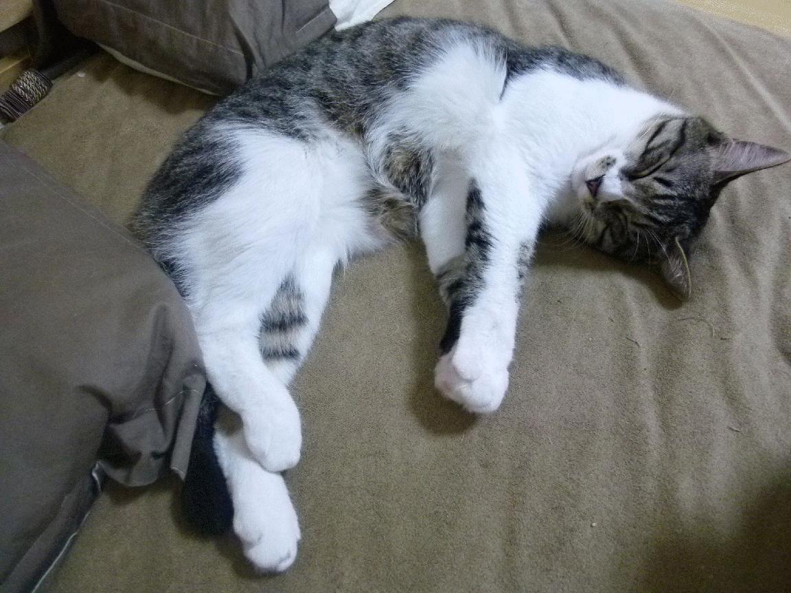 莫德里奇掌控油门，年度冠军终章奏响中场大师狂想曲