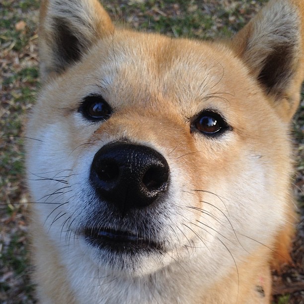 当克莱穿上对手球衣，猛龙VS骑士赛后，唯一满分属于客队更衣室