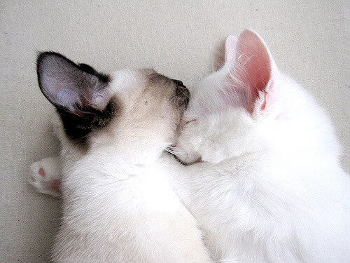 爱游戏2026-镜像中的胜利，当欧冠决赛的星光映照在南半球的草皮上