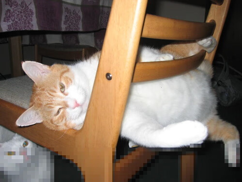 爱游戏-节奏刺客，霍勒迪致命连击，浙江以东方智慧冻结湖人狂潮