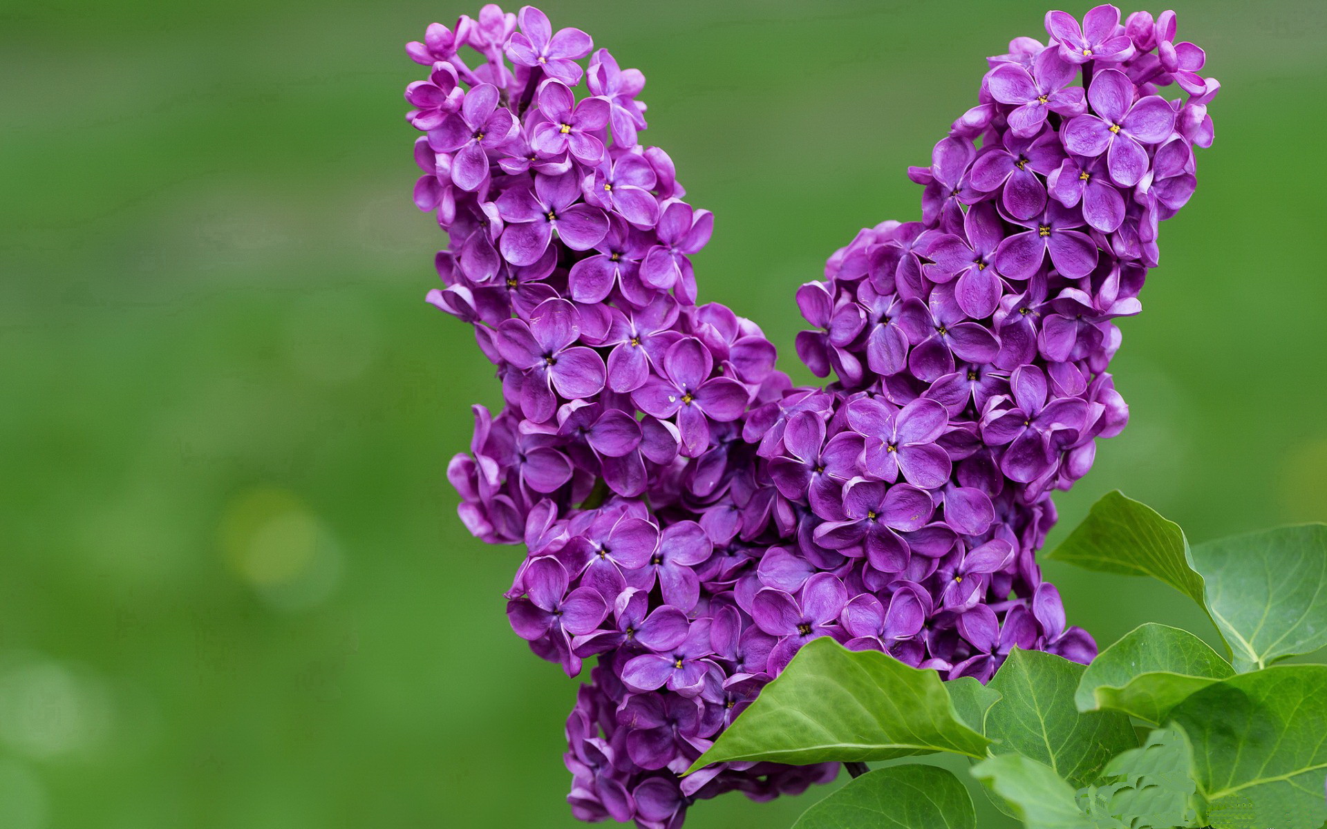 魔笛终章与新王序曲，当克罗地亚血脉在2026接管绿茵