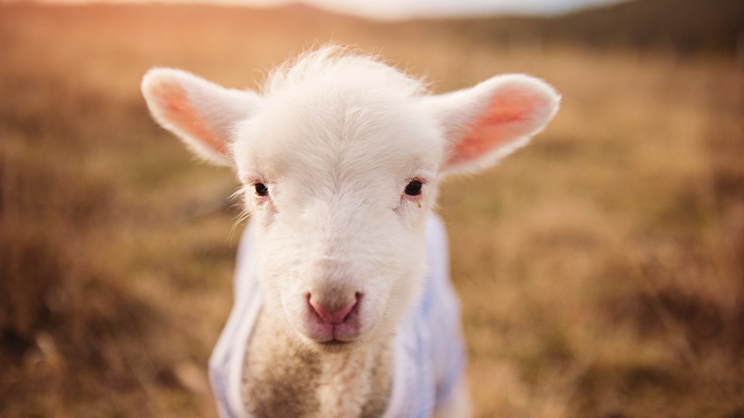 爱游戏官网-德罗赞惊艳四座，热火生死战取胜鹈鹕