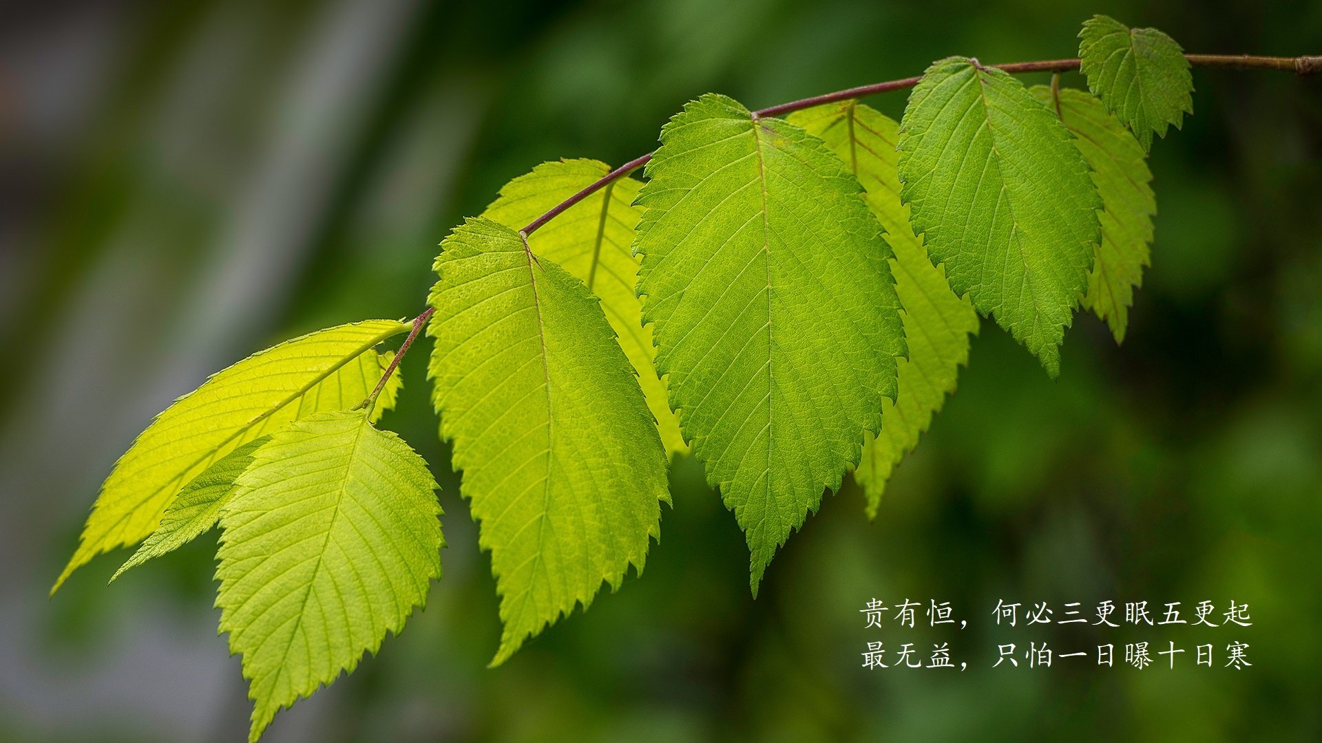 凯恩重演温布利神迹，洪都拉斯友谊赛力克紫百合之谜