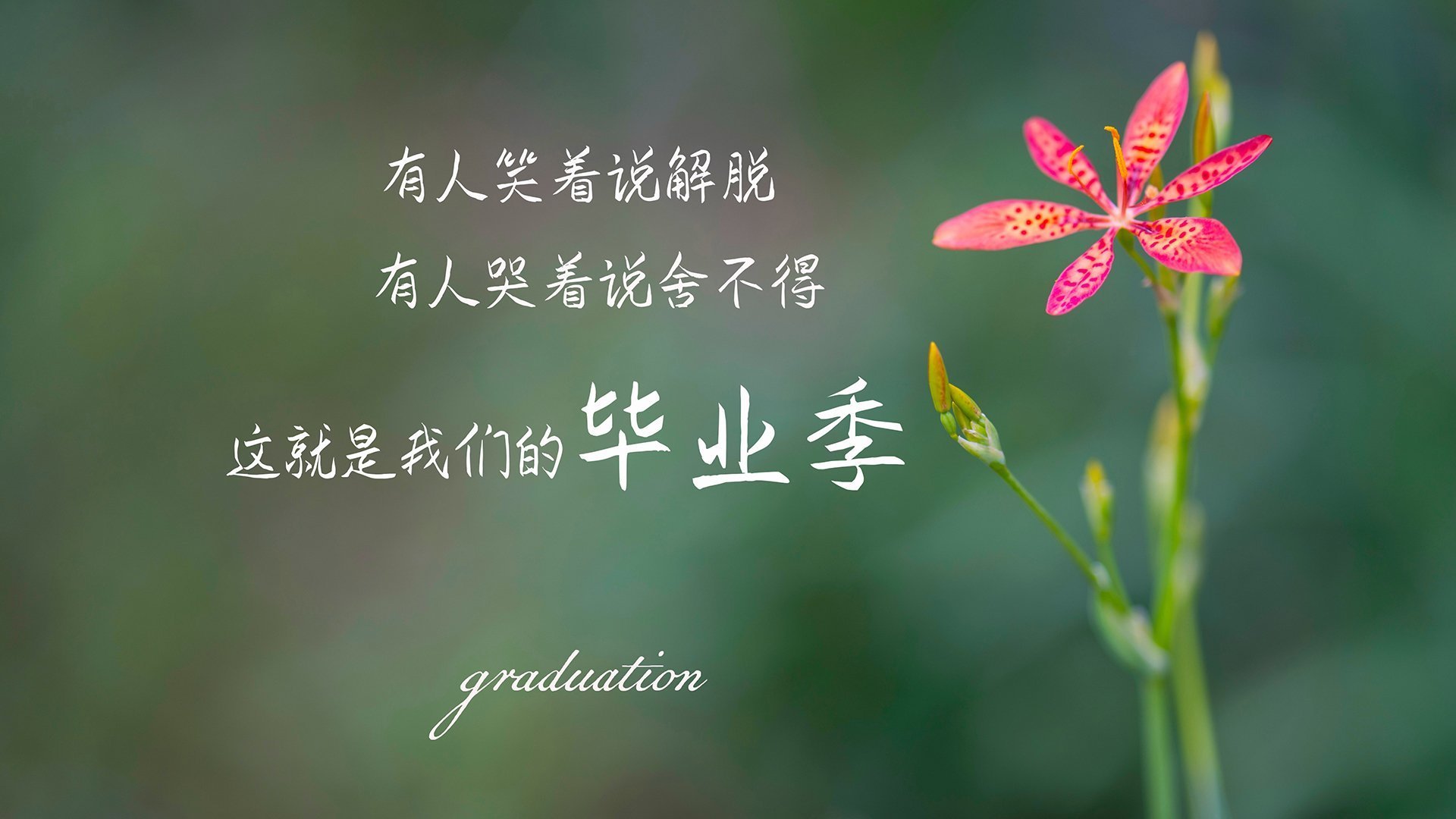 绝地反击,2026世界杯B组焦点战,伊朗逆转厄瓜多尔,哈基米一人书写命运剧本